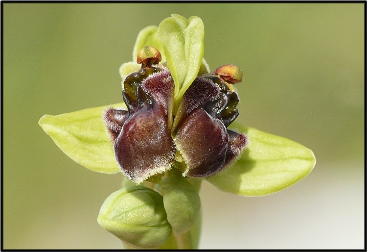 Lusus di Ophrys bombyliflora